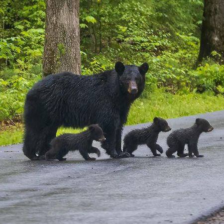 蓋特林堡Three Bears Den别墅 外观 照片