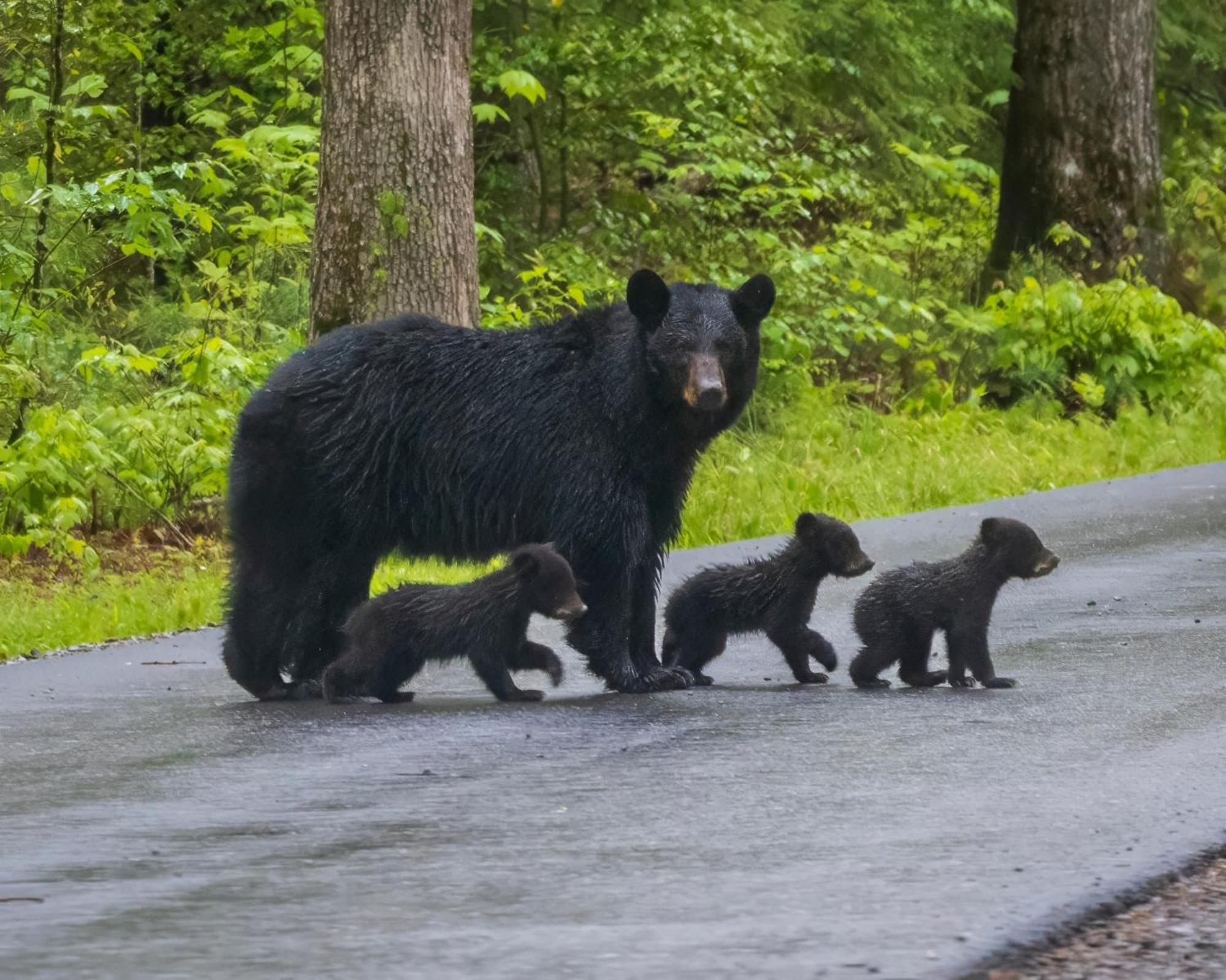 蓋特林堡Three Bears Den别墅 外观 照片